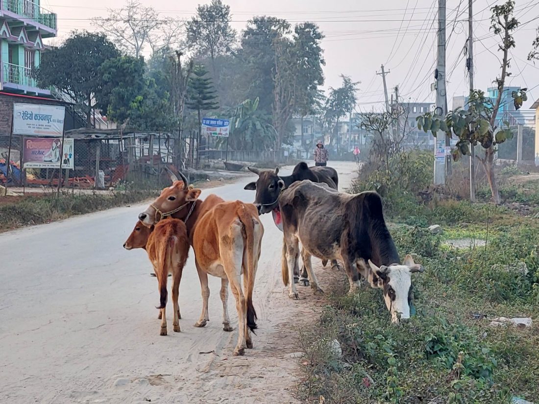 बेवारिसे गाईबाच्छा संरक्षणका लागि गोरक्ष महायज्ञ आयोजना गरिने