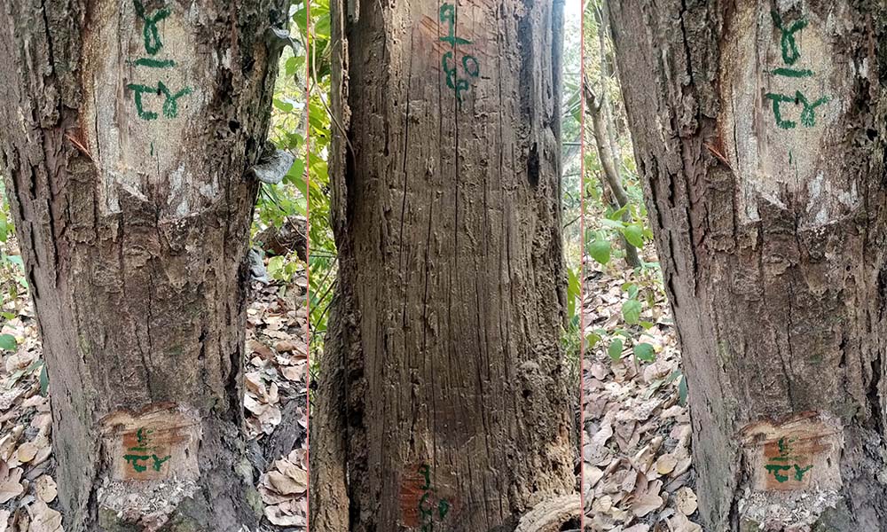 बडिकेदारका सामुदायिक वनमा चरम बेथिति : पदाधिकारी र कर्मचारीको सेटिङ, अख्तियारको पत्रविपरीत रुखमा टाँचा