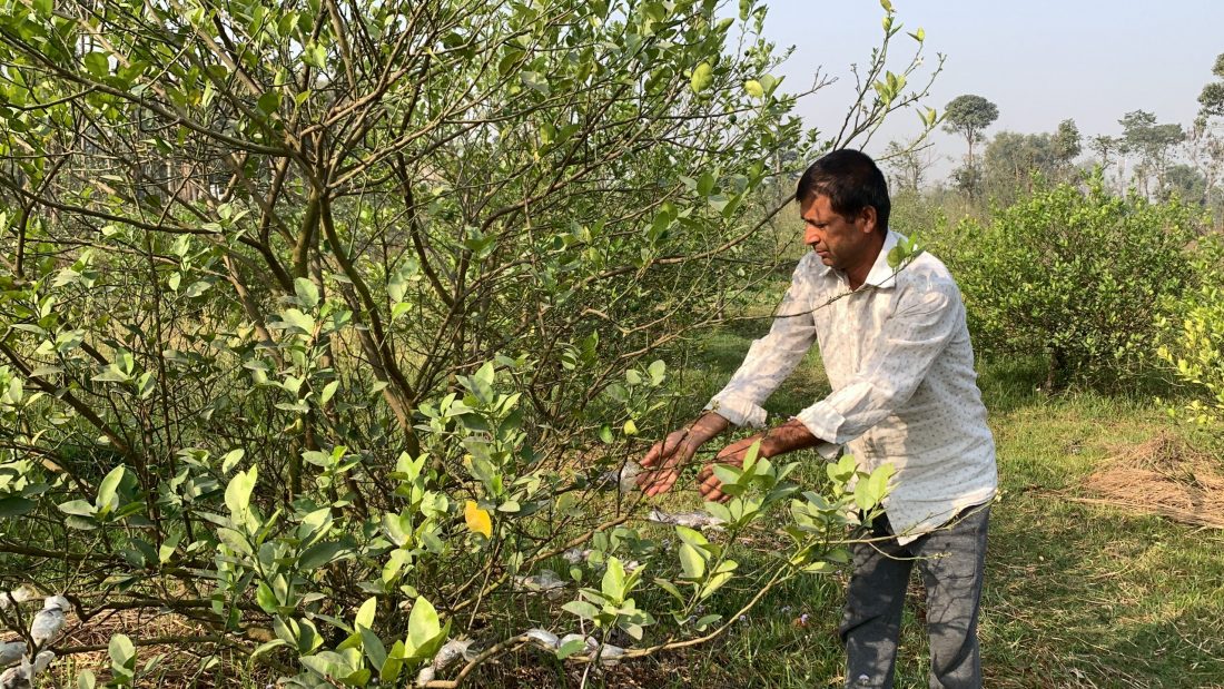 कागतीखेतीबाट वार्षिक २० लाख आम्दानी